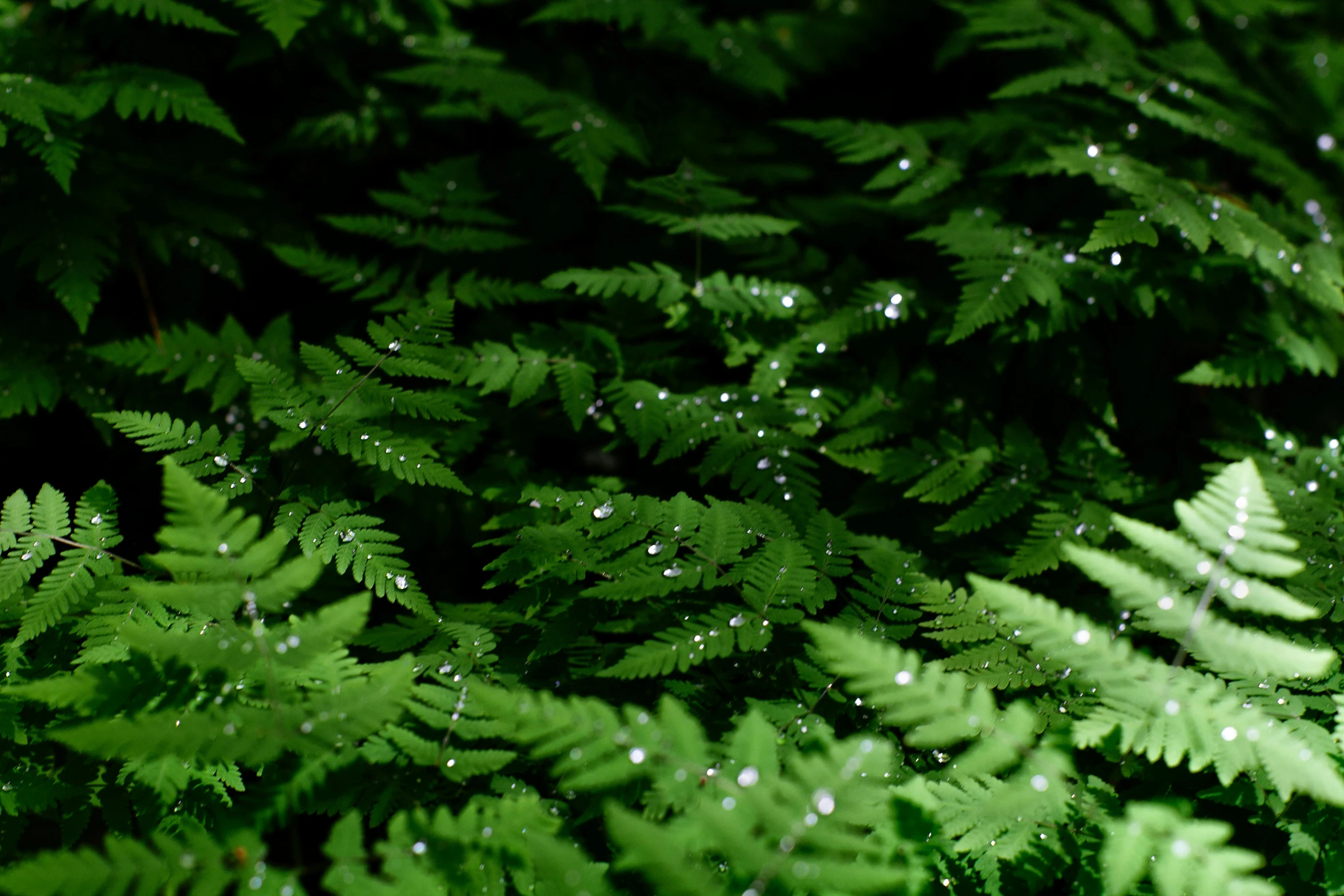 a close up of a plant with water droplets on it, pexels, hurufiyya, ferns, avatar image, realistic image, green sparkles