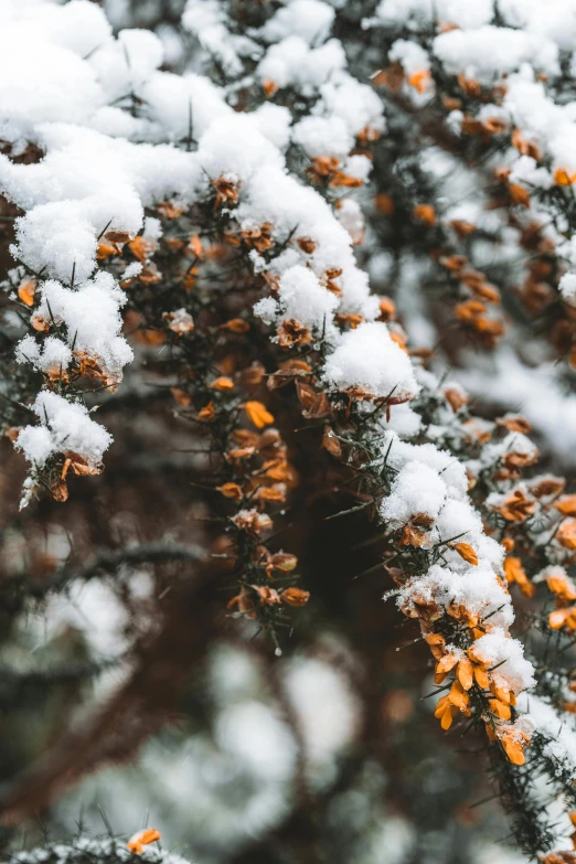 a close up of a tree covered in snow, by Jacob Kainen, trending on unsplash, gray and orange colours, scattered golden flakes, pinecone, spring season
