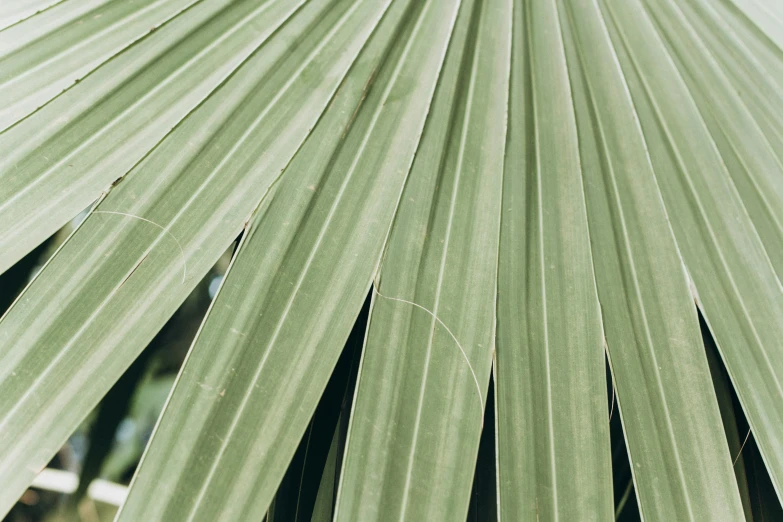 a close up of a leaf of a palm tree, trending on unsplash, pale green background, multiple stories, papyrus, panels