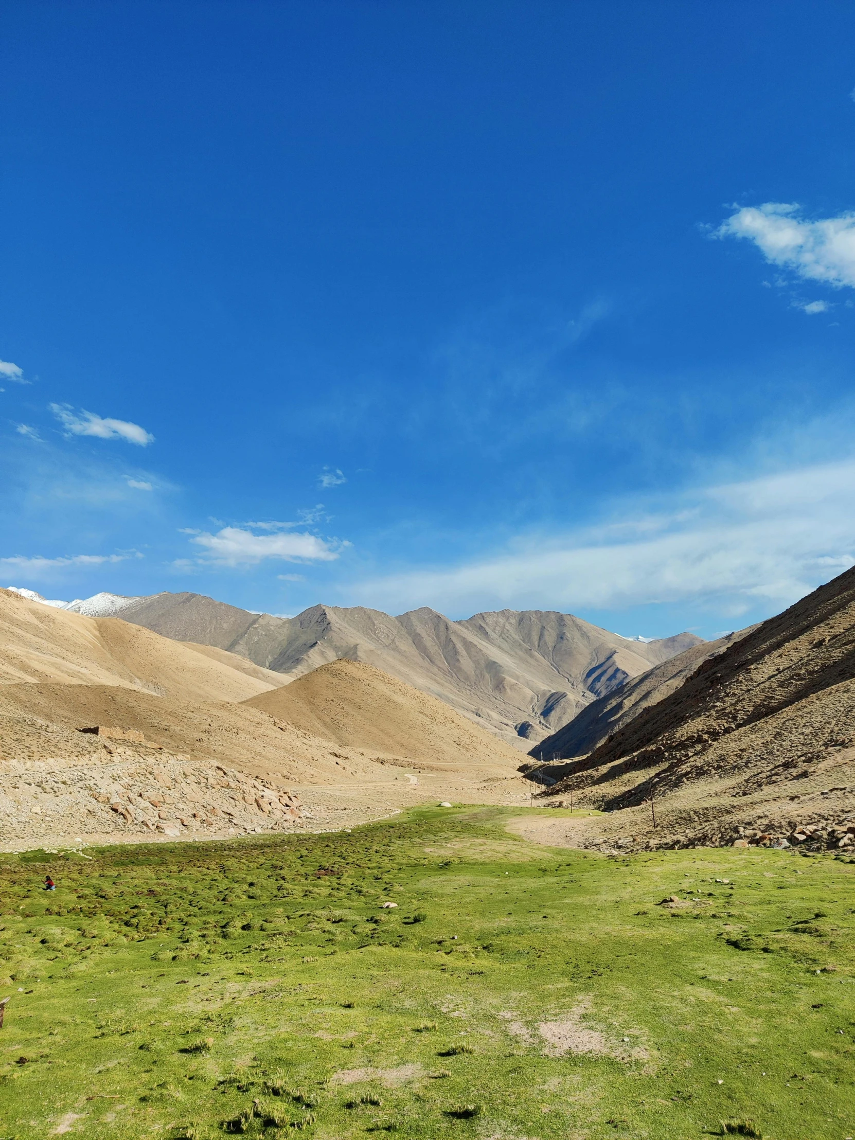 a herd of cattle grazing on top of a lush green field, les nabis, cinematic silk road lanscape, gravel and scree ground, flowing hills, outworldly colours