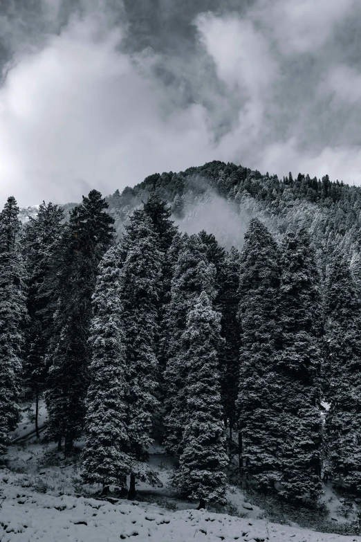 a black and white photo of a snow covered mountain, a black and white photo, pexels contest winner, big green trees, uttarakhand, ((trees)), fir trees