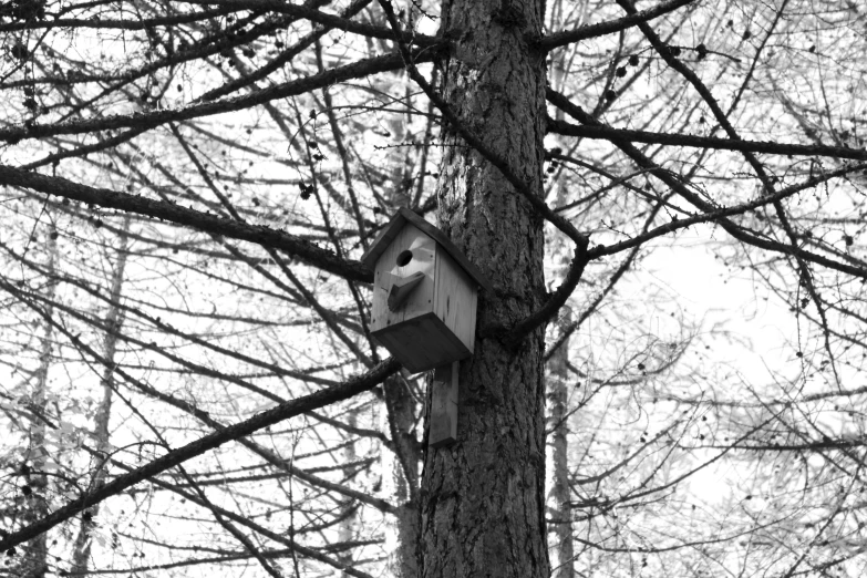 a black and white photo of a birdhouse in a tree, a black and white photo, mingei, cute forest creature, 1 9 7 5 photo, security camera photo, digital photo