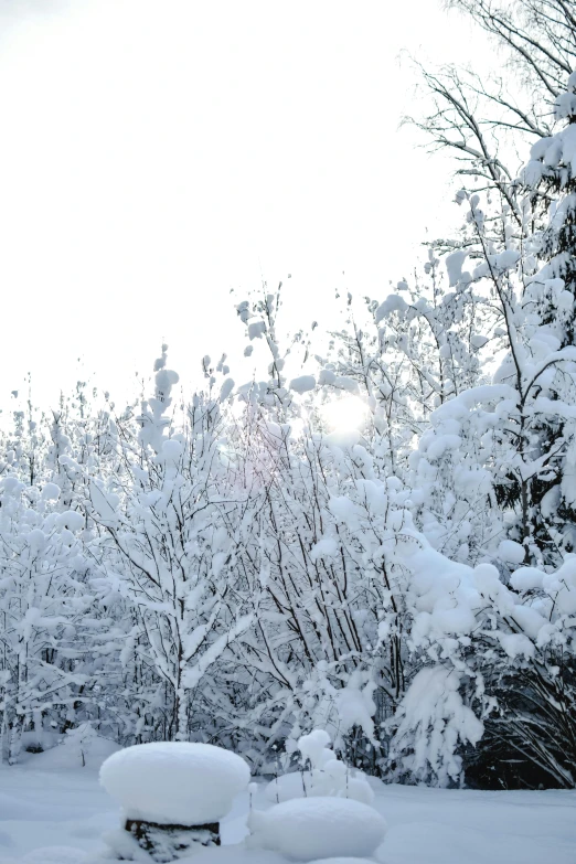 a fire hydrant covered in snow next to trees, a photo, inspired by Bruno Liljefors, romanticism, panorama, sun lit, grey, stunning skied