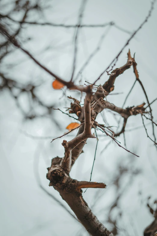 a bird sitting on top of a tree branch, an album cover, unsplash contest winner, withered, late autumn, slightly pixelated, overcast day