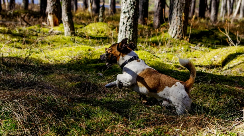 a dog playing with a frisbee in the woods, by Emma Andijewska, pexels contest winner, fan favorite, jack russel terrier, playing with foxes, ( dog ) jumps over hill