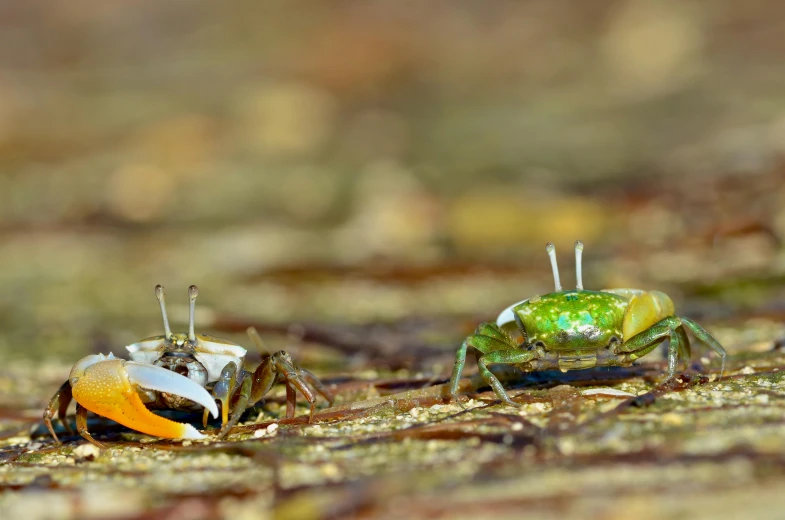 two crabs sitting next to each other on the ground, by Basuki Abdullah, unsplash, hurufiyya, green and yellow, ghost shrimp, avatar image