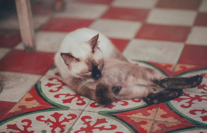 a cat that is laying down on the floor, a mosaic, by Julia Pishtar, trending on unsplash, arabesque, two cats, beautiful moorish tiles, aesthetic siamese cat, cozy warm tint