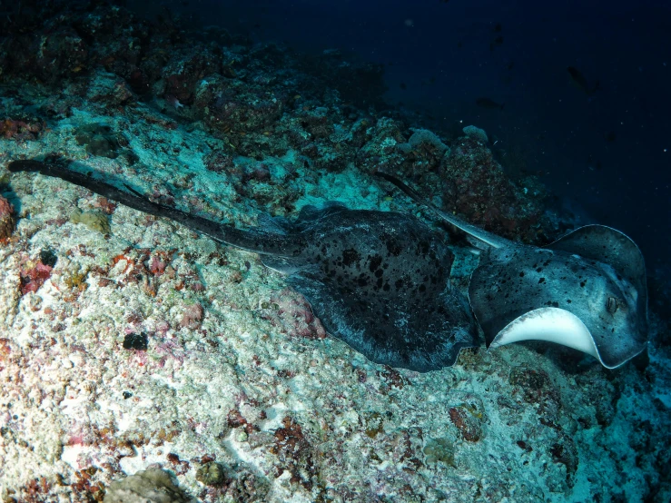 a close up of a fish on a body of water, stingray, coral sea bottom, thumbnail, intense smoldering