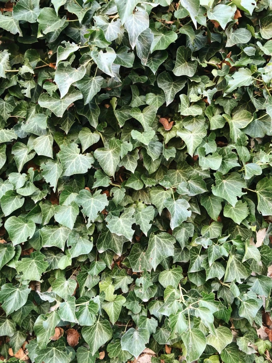 a fire hydrant sitting in front of a wall of ivy, an album cover, inspired by Elsa Bleda, trending on pexels, hurufiyya, organic texture, huge ficus macrophylla, 15081959 21121991 01012000 4k, ignant