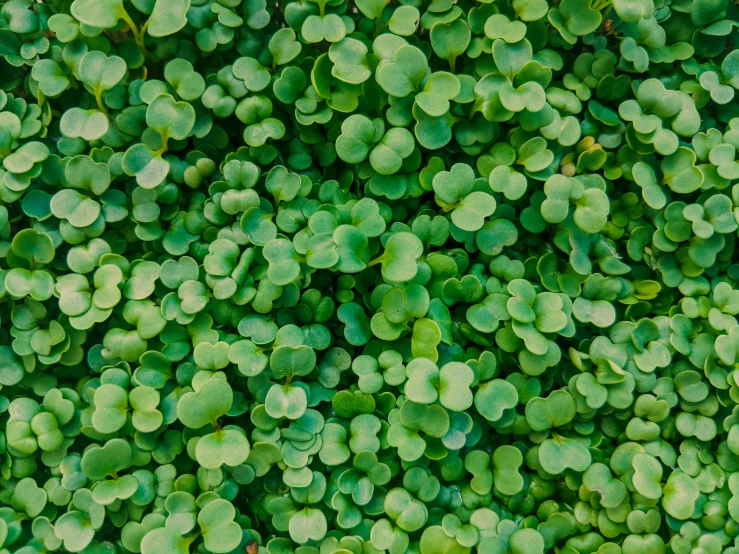 a close up of a bunch of green plants, by Carey Morris, unsplash, background full of lucky clovers, 2 5 mm portra, top down shot, growing