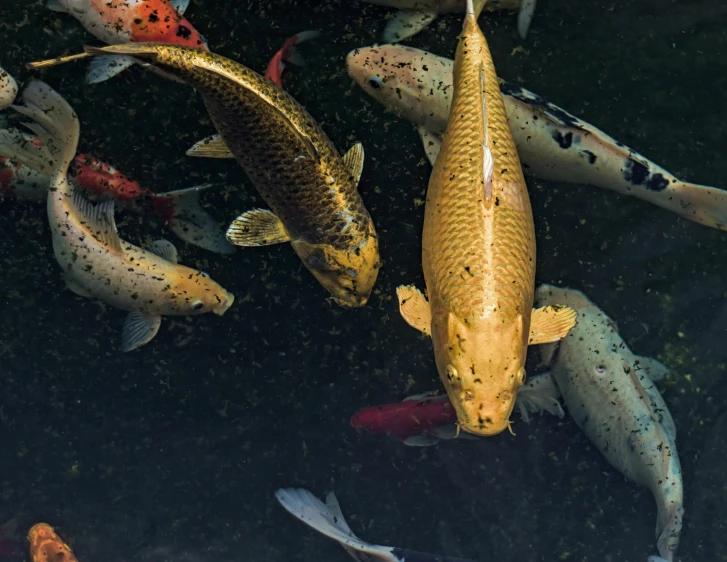 a group of koi fish swimming in a pond, a picture, by Daniel Gelon, unsplash contest winner, precisionism, kris kuksi, gold, large view, a high angle shot