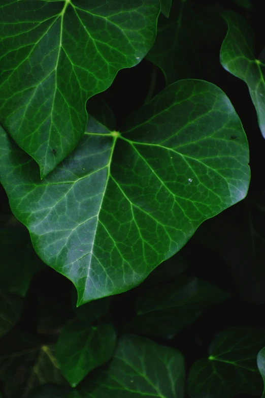 a close up of a plant with green leaves