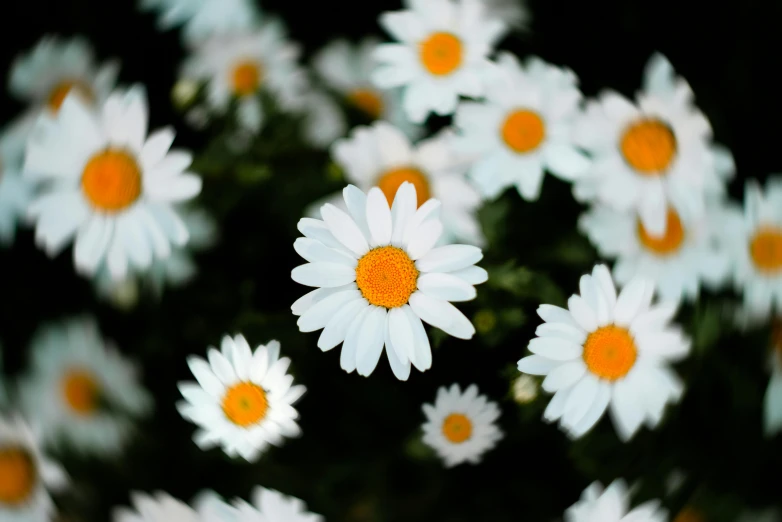 a bunch of white flowers with yellow centers, pexels contest winner, instagram post, 4 k smooth, white and orange, flattened