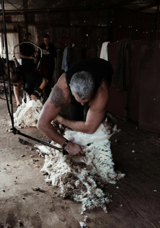 a man shearing a sheep in a barn, trending on unsplash, happening, on a hot australian day, very buff, award-winning crisp details”, big floppa