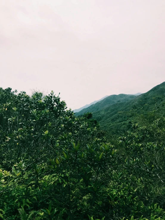 a person riding a horse through a lush green forest, trending on unsplash, in hong kong, 2 5 6 x 2 5 6 pixels, hills and ocean, low quality grainy