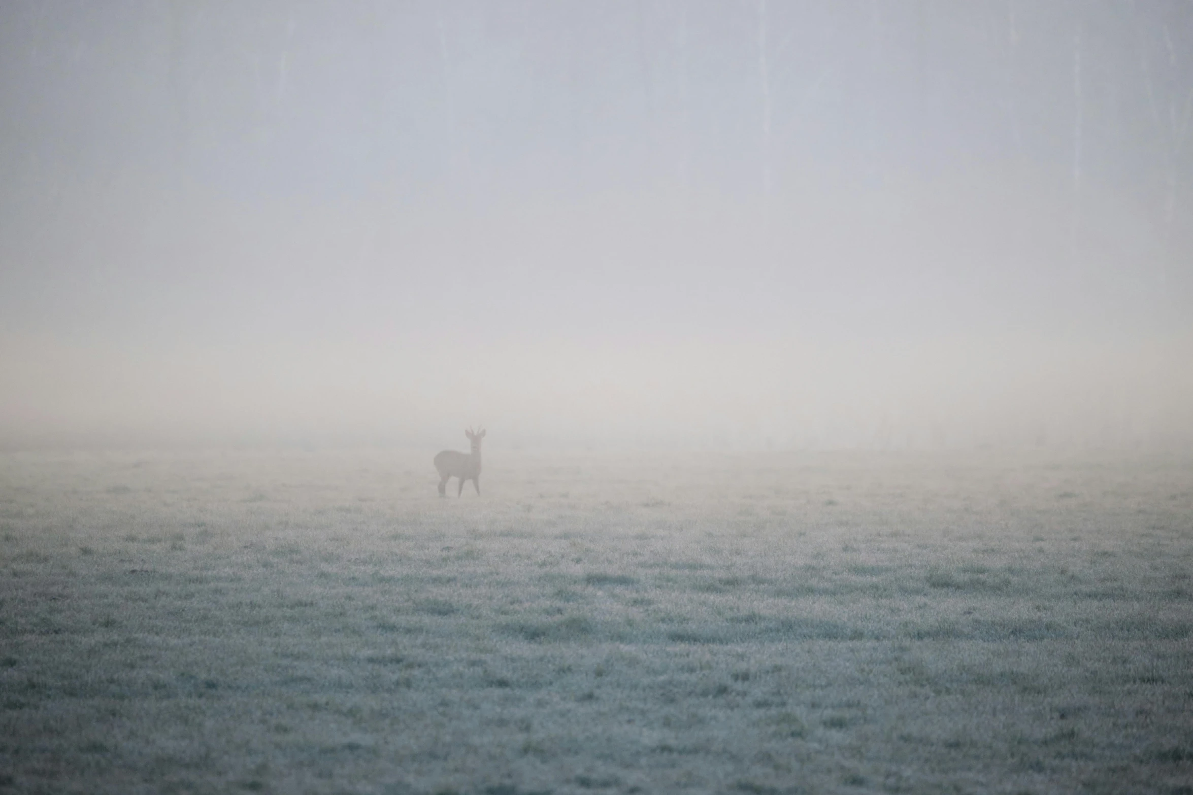 a deer standing in the middle of a foggy field, inspired by Elsa Bleda, pexels contest winner, postminimalism, pale blue fog, ignant, cold snowy, 2022 photograph