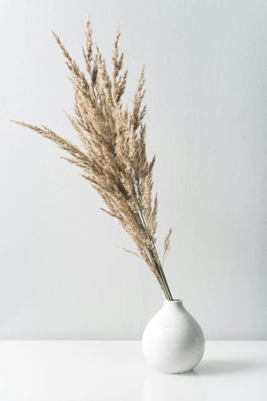 a white vase sitting on top of a white table, phragmites, studio backdrop, detailed product image, high resolution image