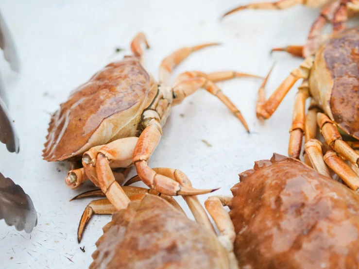 a bunch of crabs sitting on top of a table, unsplash, hurufiyya, background image, exterior photo, brown, amanda clarke