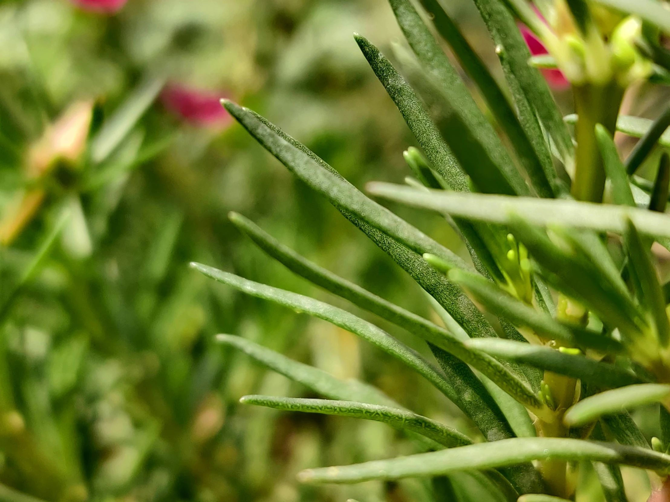 a close up of a plant with pink flowers, inspired by Exekias, unsplash, maritime pine, muted green, zoomed out shot, gardens with flower beds