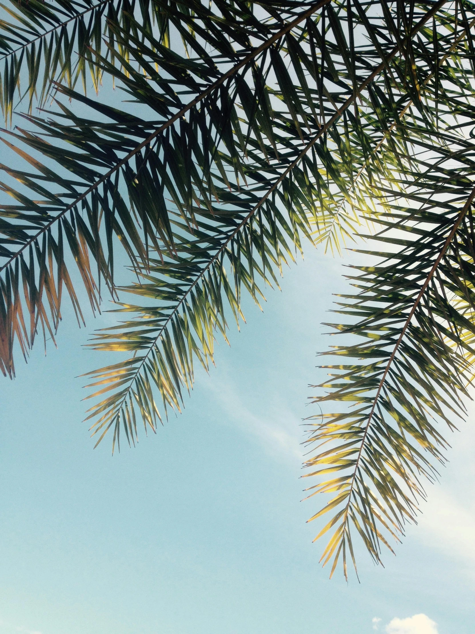 the sun shines through the branches of a palm tree, an album cover, trending on unsplash, aestheticism, cloudless sky, conde nast traveler photo, leaves on branches, ilustration