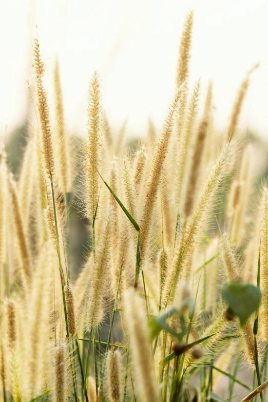 a bunch of tall grass in a field, a digital rendering, trending on pexels, fluffy full of light, gold, ears, rows of lush crops