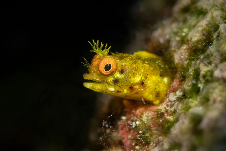 a close up of a small animal on a rock, deep sea creature, cross-eyed, first place, slide show