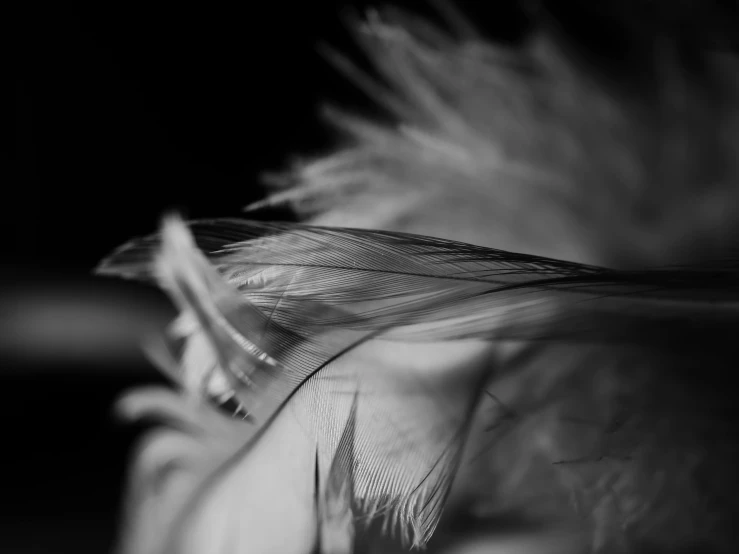 a black and white photo of a feather, a macro photograph, by Jan Rustem, unsplash, art photography, tenderness, fine art print, fluffy'', tattered wings