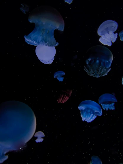 a bunch of jellyfish floating in the water, by Alison Geissler, dark blue neon light, slide show, floating planets and moons, biodome