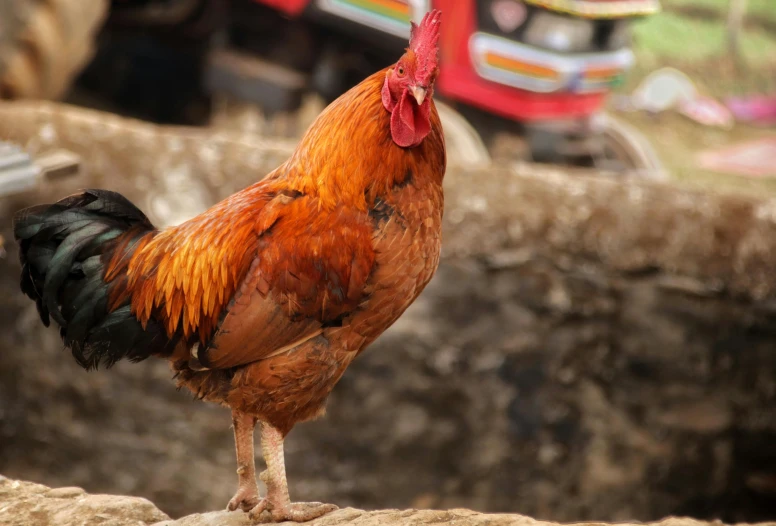 a rooster standing on top of a pile of dirt, pexels contest winner, renaissance, sri lanka, chicken on top of a car, 🦩🪐🐞👩🏻🦳, an afghan male type