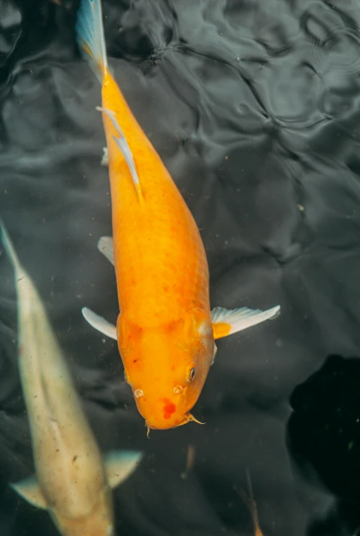 a group of koi fish swimming in a pond, a picture, unsplash, hurufiyya, low quality photo, orange fluffy belly, hyperdetailed!, 2045