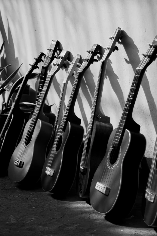 a row of guitars lined up against a wall, by Altichiero, bw, afternoon sunlight, uploaded, folk