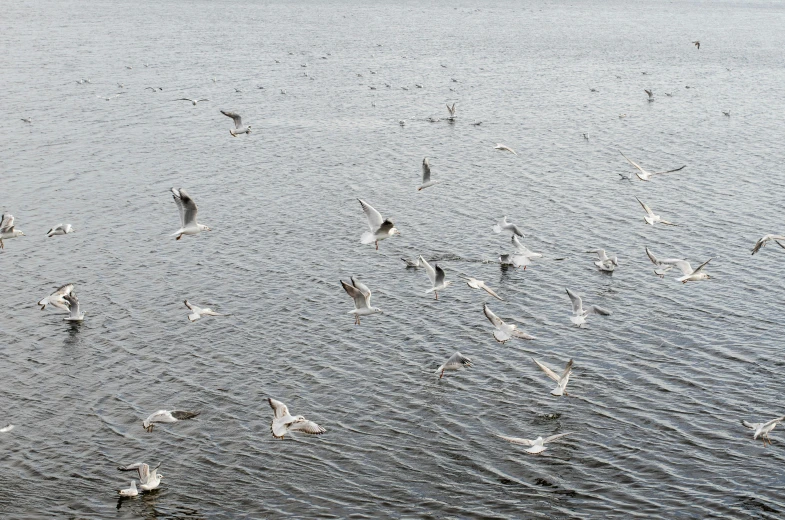 a flock of seagulls flying over a body of water, by Jens Jørgen Thorsen, pexels contest winner, hurufiyya, grey, ignant, ready to eat, 2022 photograph