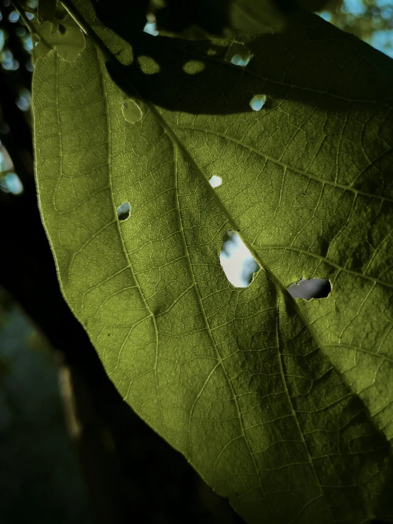 a close up of a leaf with holes in it, inspired by Elsa Bleda, unsplash, photorealism, 3 d octane render 8 k, datura, rendered in 8 k unreal engine, rain lit