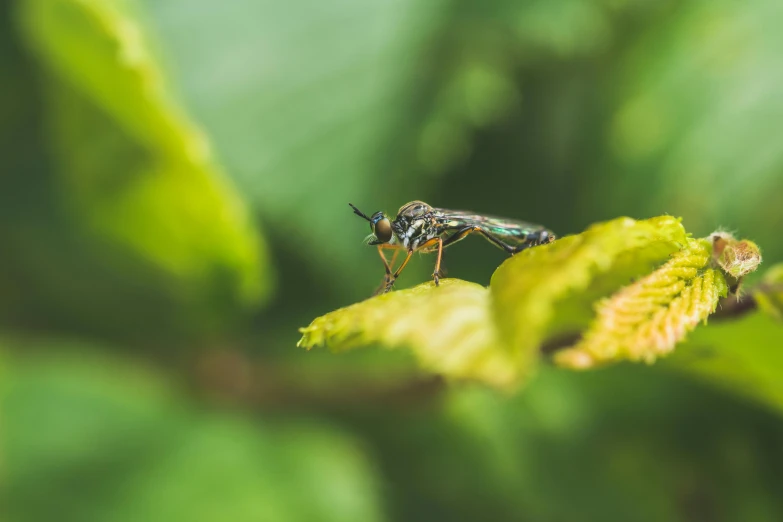 a close up of a fly on a leaf, pexels, hurufiyya, yellow and green, sitting on a tree, fine art print, green legs