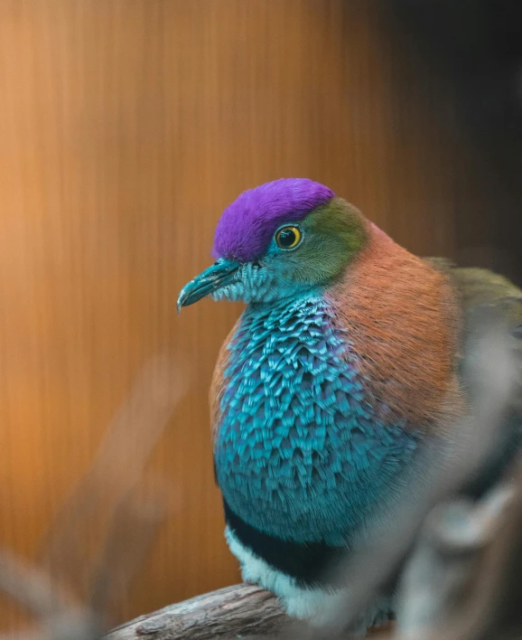 a colorful bird sitting on top of a tree branch, trending on unsplash, sumatraism, bird poo on head, jewel tones, pigeon, biodiversity heritage library