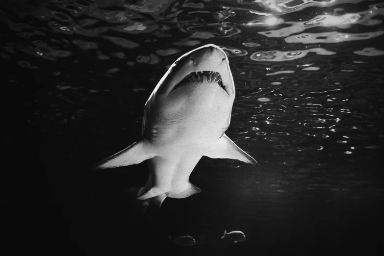 a black and white photo of a shark in the water, looking up, dark mood, 👁🌹👾, extremely realistic photo