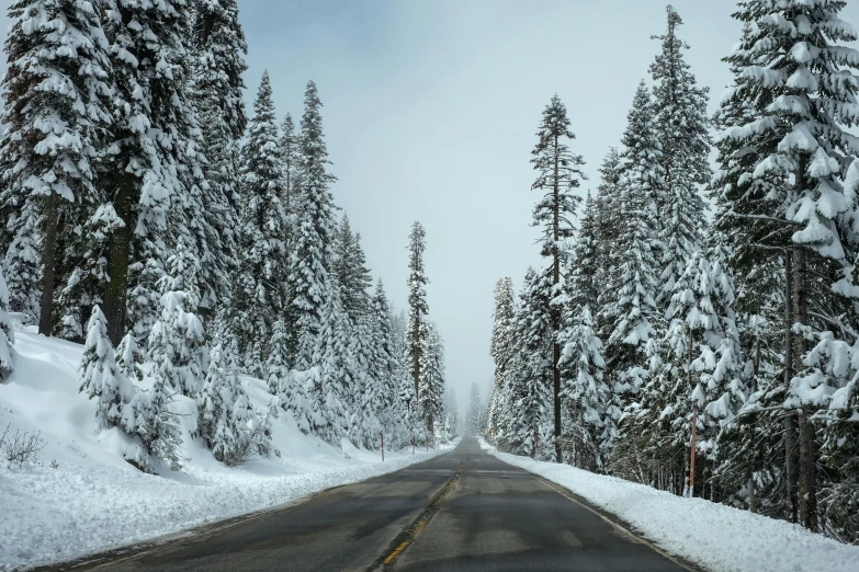 a road in the middle of a forest covered in snow, california;, fan favorite, skiing, grey