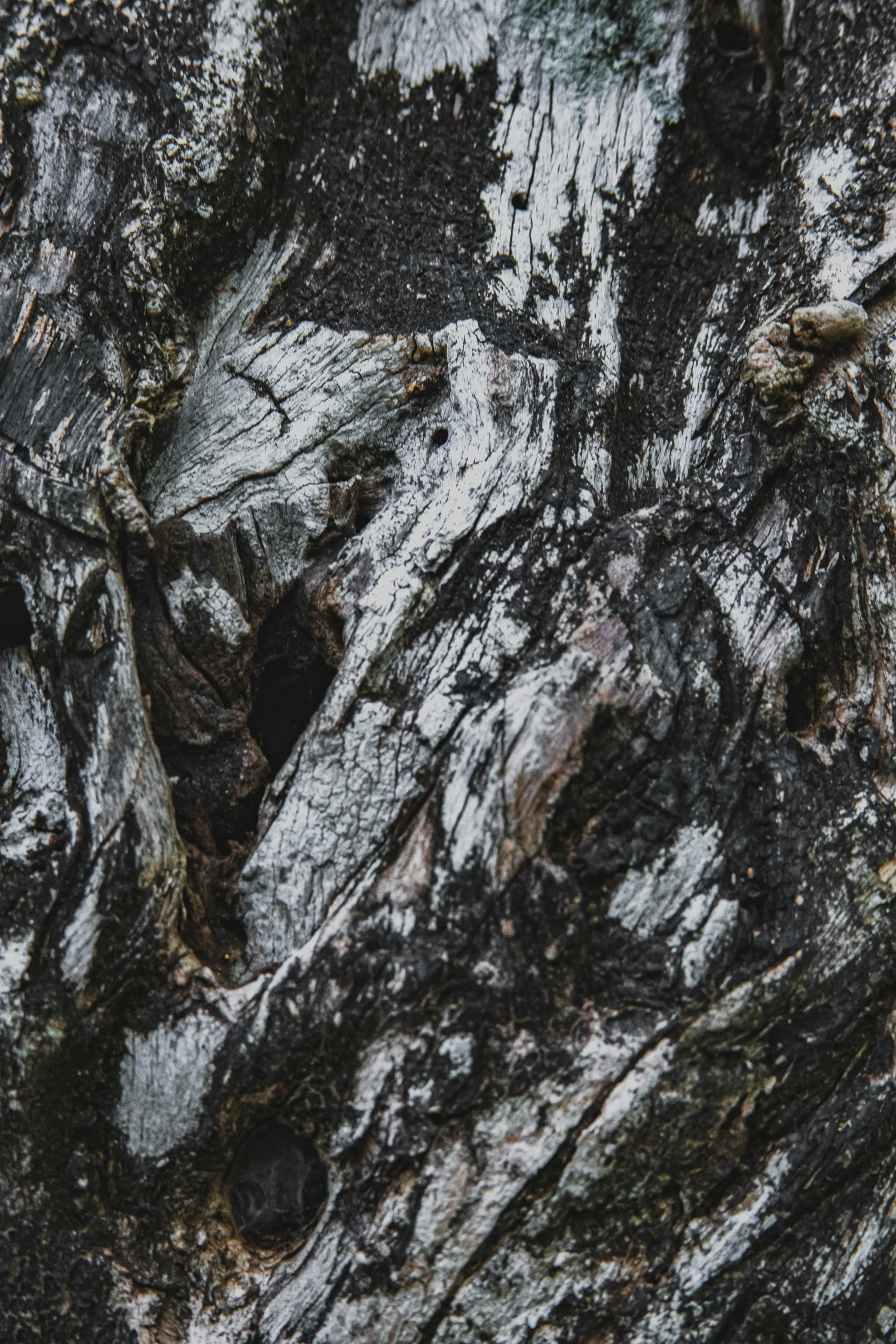 a close up of the bark of a tree, an album cover, by Peter Churcher, trending on unsplash, lyrical abstraction, with lots of dark grey rocks, ultra high pixel detail, chaotic patterns, slightly smiling