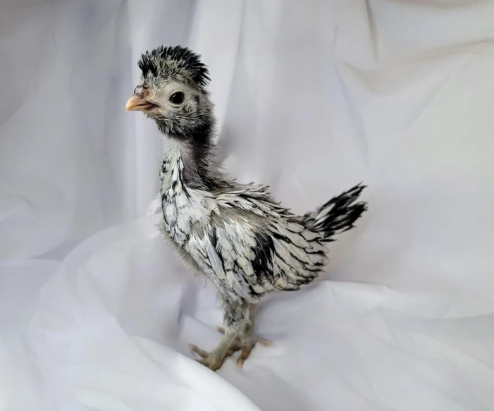 a close up of a chicken on a white cloth, photorealism, fully posable, white with black spots, made out of shiny white metal, feathered hair