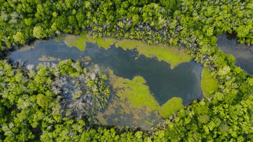 a heart shaped lake in the middle of a forest, by Carey Morris, pexels contest winner, hurufiyya, bayou, a green, birdeye, grey