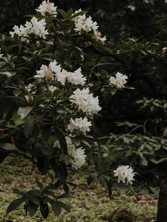 a couple of white flowers sitting on top of a lush green field, inspired by Elsa Bleda, trending on unsplash, standing in a dark forest, ☁🌪🌙👩🏾, in karuizawa, magnolias