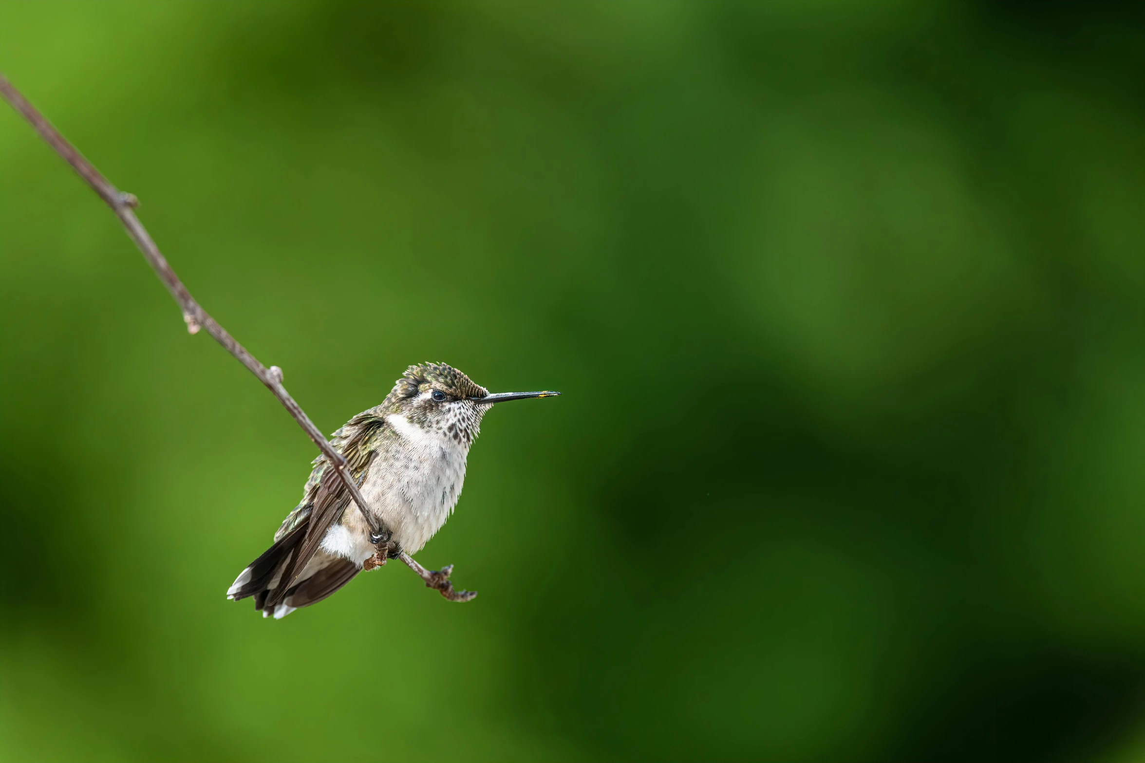 a small bird sitting on top of a tree branch, pexels contest winner, arabesque, hummingbird, dipstick tail, immature, museum quality photo