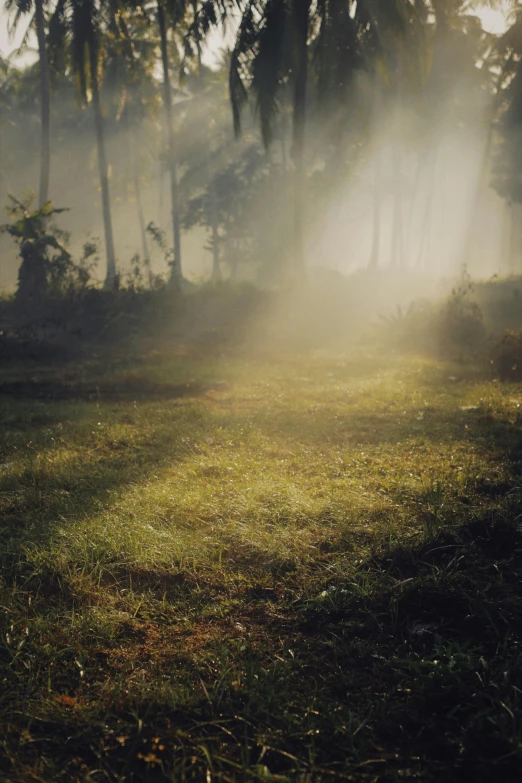 a horse that is standing in the grass, an album cover, inspired by Elsa Bleda, forest in the morning light, god rays through fog, ignant, ((forest))