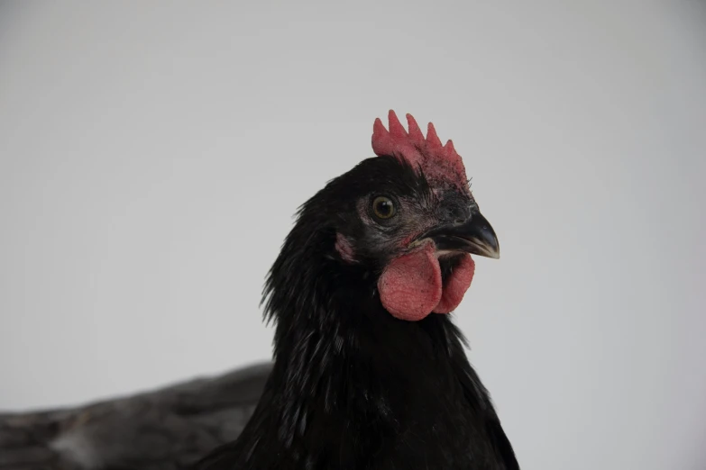 a close up of a chicken with a white background, by Andries Stock, pexels contest winner, black female, on a gray background, black, red faced
