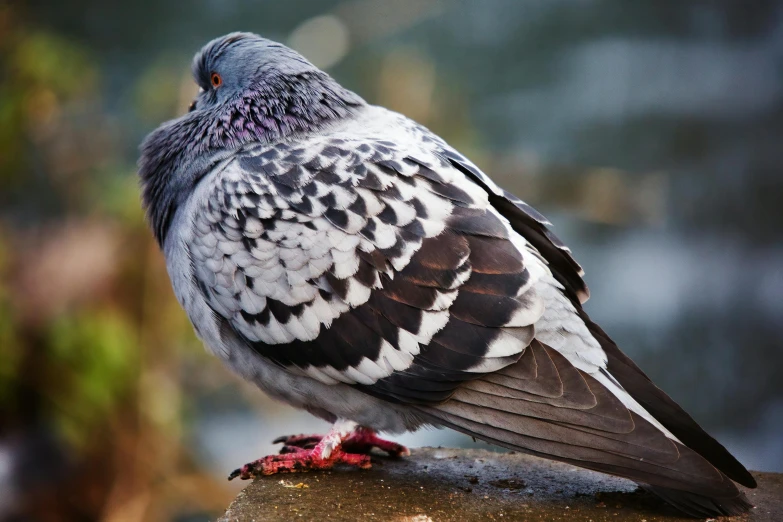 a close up of a pigeon on a rock, pexels contest winner, renaissance, heavily ornamental, an afghan male type, male and female, flattened