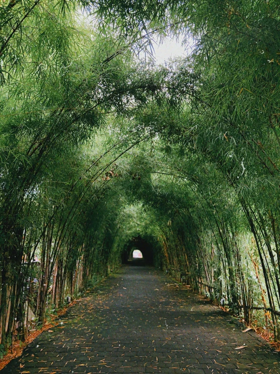 a pathway lined with lots of bamboo trees, inspired by Yosa Buson, unsplash, sumatraism, stood in a tunnel, low quality photo, willow plant, photo taken on fujifilm superia