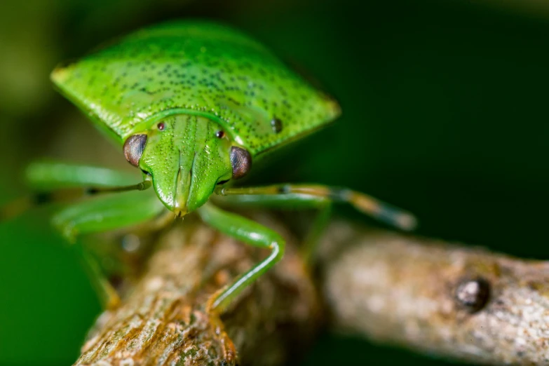 a green bug sitting on top of a tree branch, pexels contest winner, truncated snout under visor, avatar image, halyomorpha halys, digital image