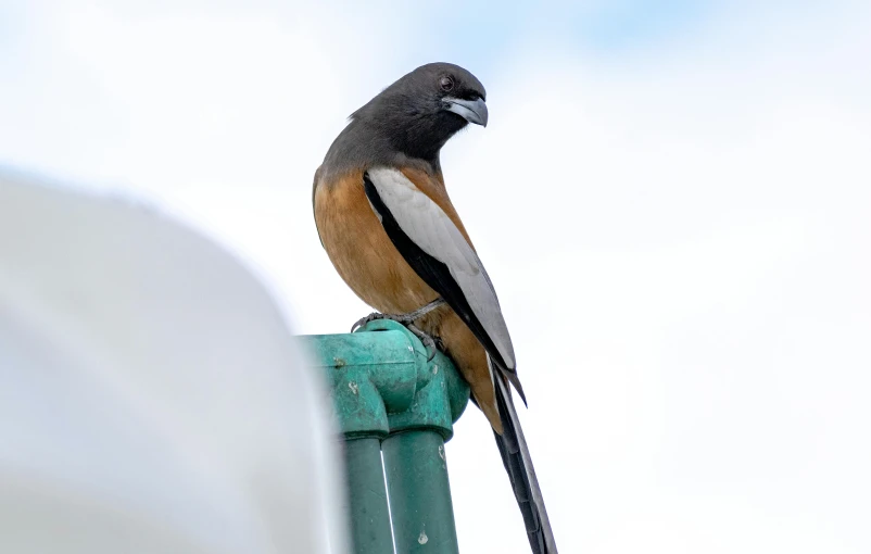 a bird sitting on top of a green pole, a portrait, pexels contest winner, manuka, trimmed with a white stripe, brown, today's featured photograph 4k