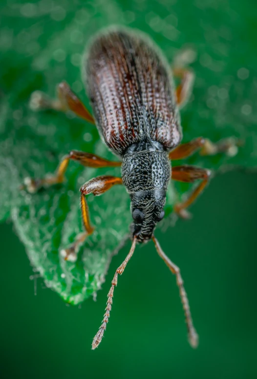 a close up of a beetle on a leaf, by Peter Churcher, silver insect legs, full frame image, evenly lit, grey