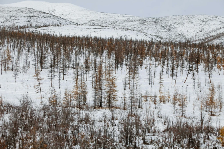 a herd of cattle standing on top of a snow covered hillside, inspired by Einar Hakonarson, burnt forest, slide show, dark pine trees, mongolia